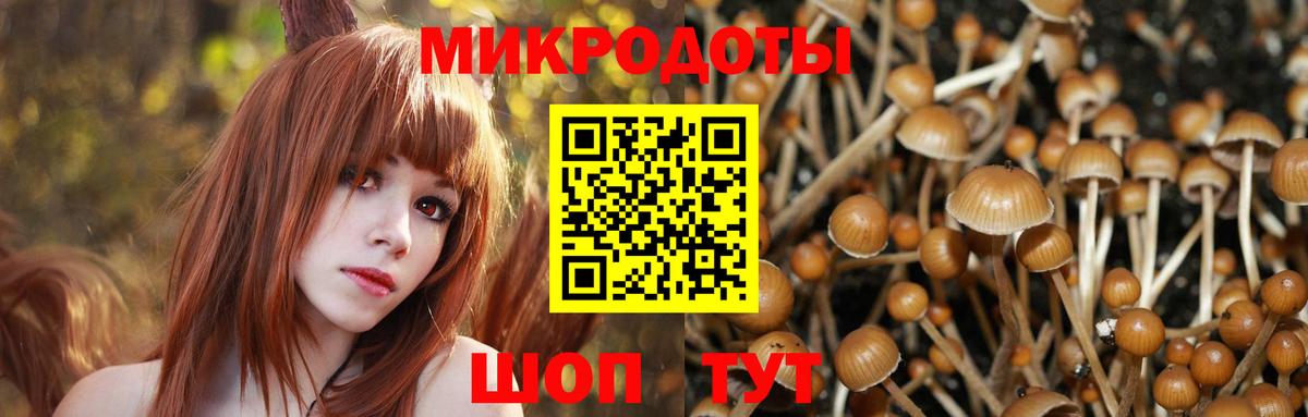 Галлюциногенные грибы прущие грибы Кандалакша
